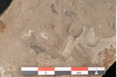 Foto (Detailansicht) von Cyclocarpus sp.  (NHMW-GEO-2024-0188-11154)